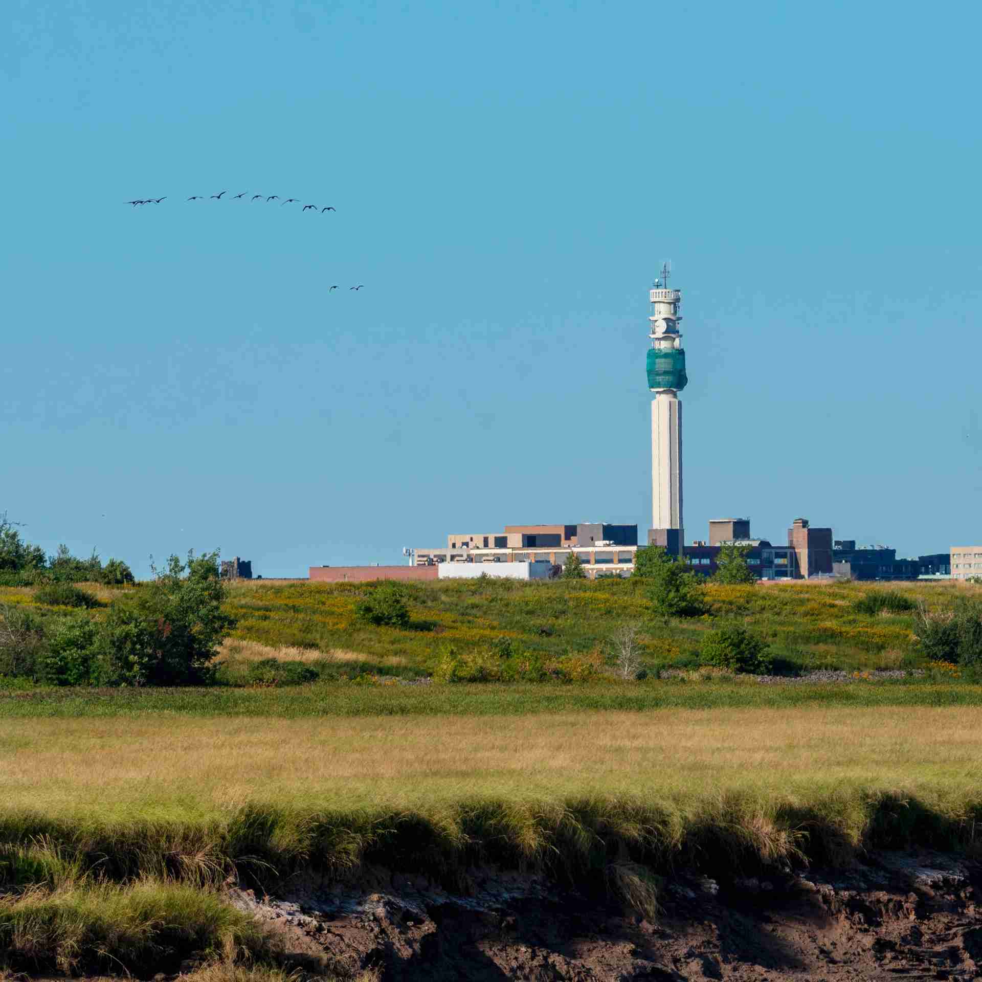 Gallery - birds-tower