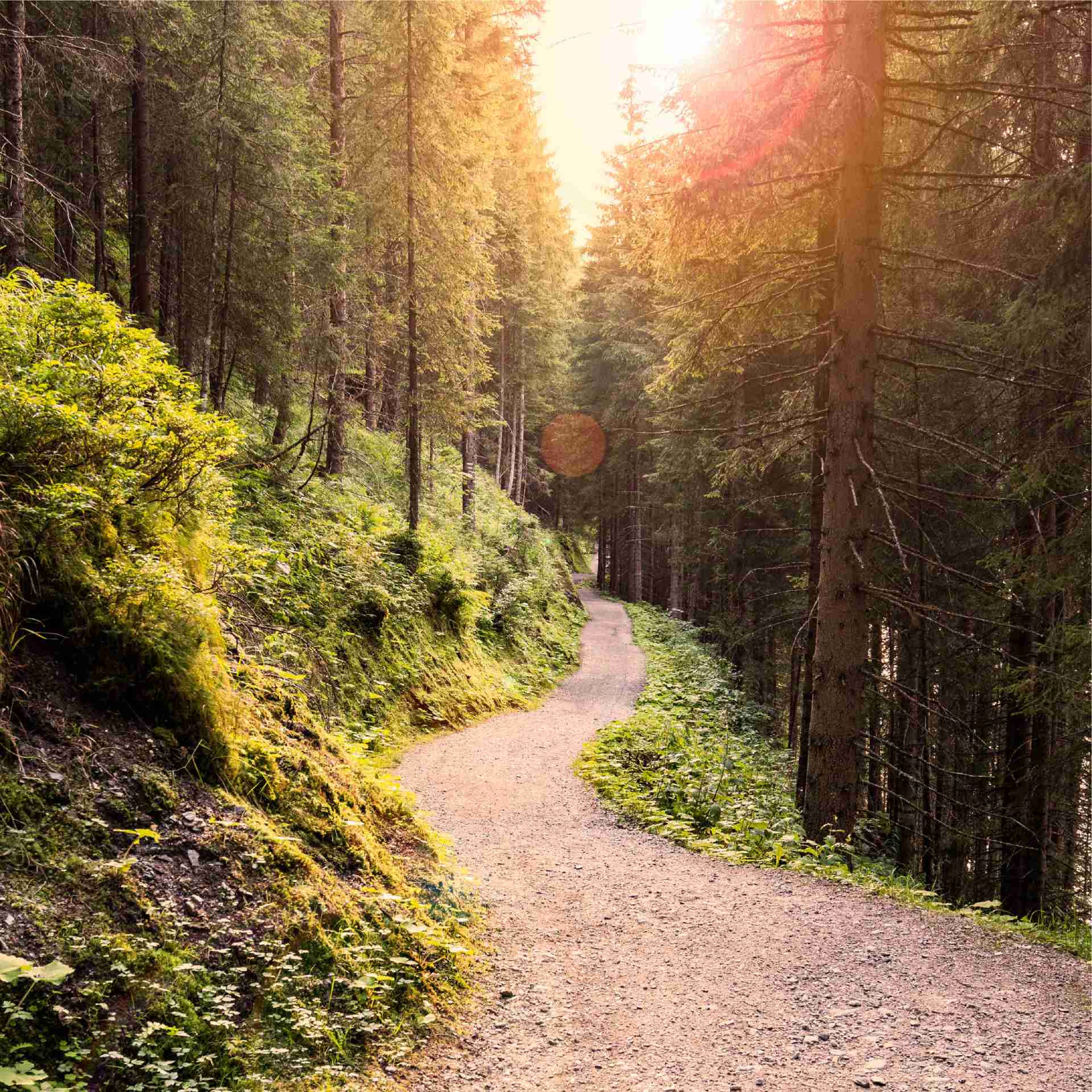 Neighbourhood - neighbourhood-forest-walking-trail